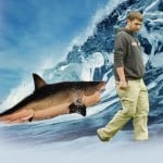 shark