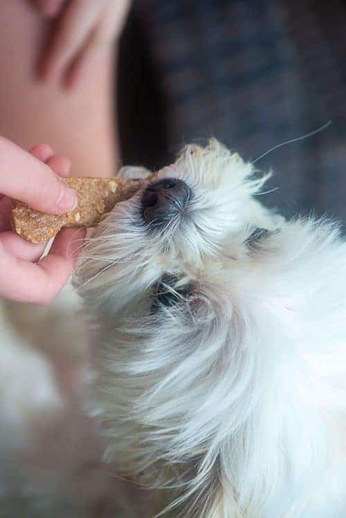 dog eating homemade dog treat