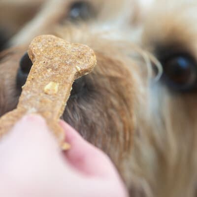 A close up of a dog staring at a dog treat.