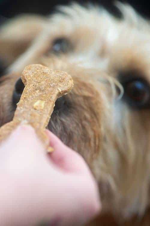 A close up of a dog looking at a bone-shaped dog treat.