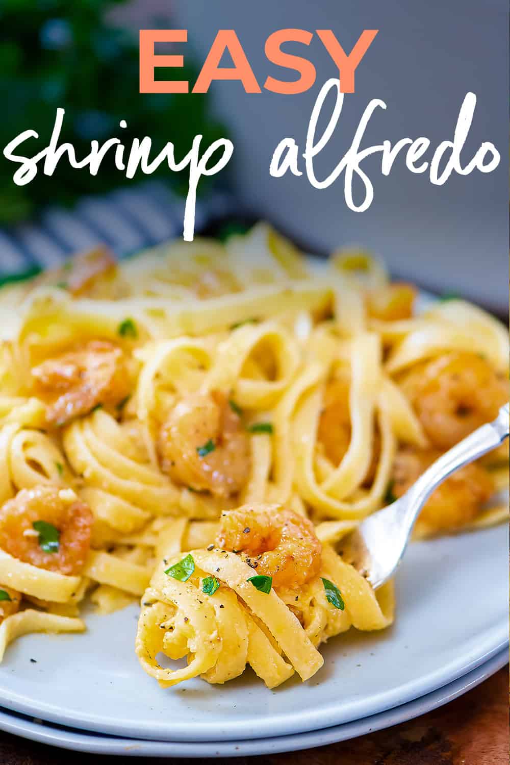 Shrimp Alfredo twirled on fork.