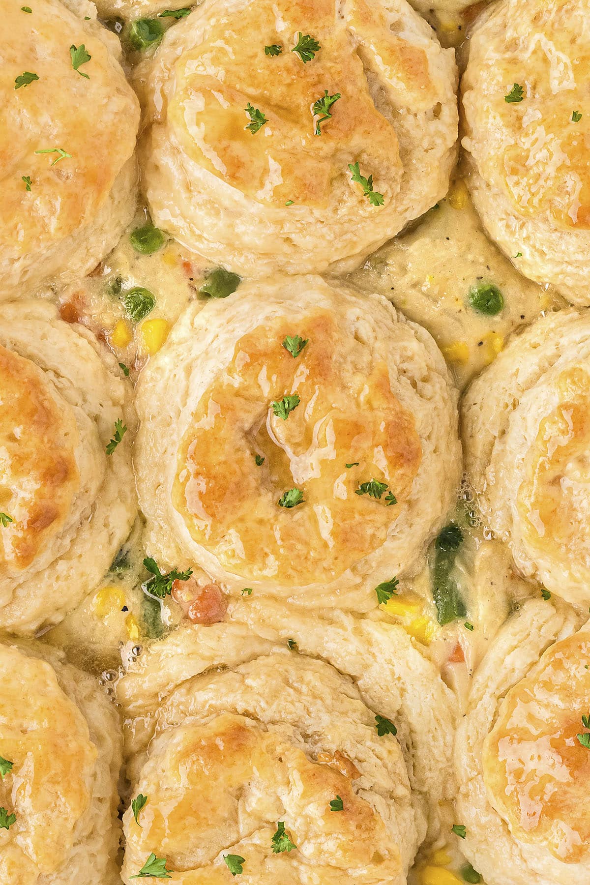 Close up of chicken pot pie topped with biscuits.